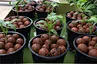 Lightweight Expanded Clay Balls